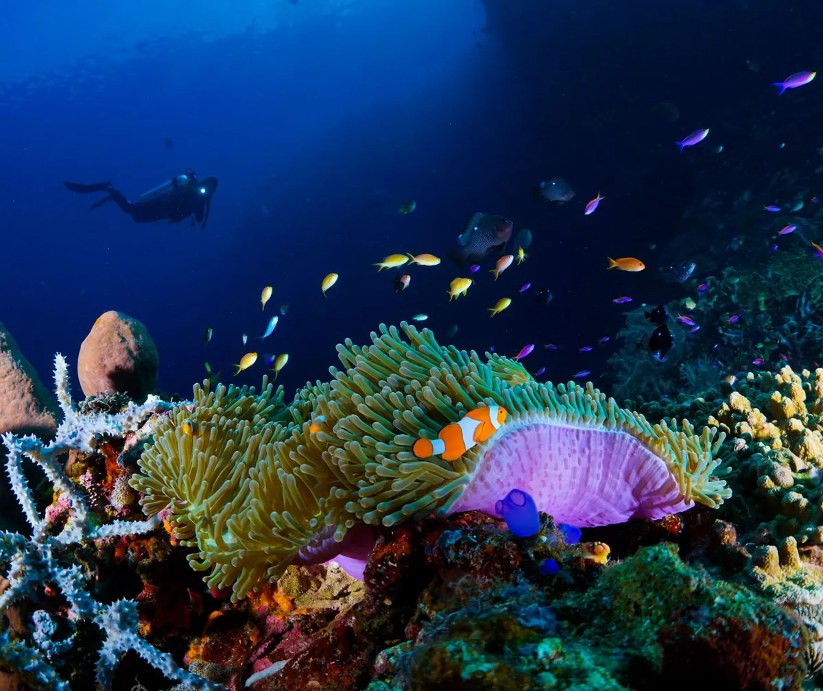 10 Common Mistakes New Divers Make Around Coral (and How to Avoid Them)