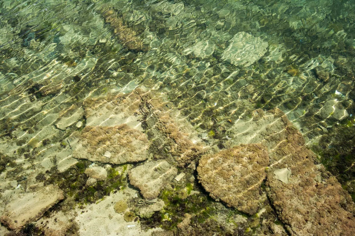 Maerl Beds: Britain's Forgotten Reef Builders and Why They Matter