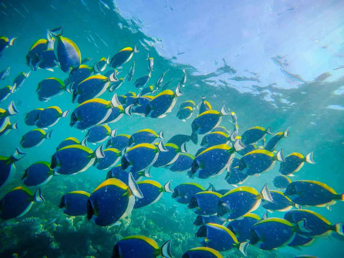 Reef Fish Spotting Checklist: 20 Indo-Pacific Species and Where to Find Them